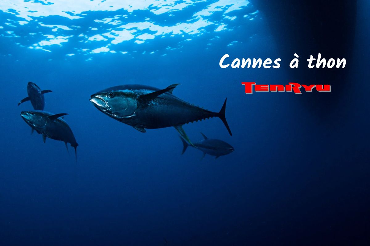 Canne Tenryu Thon